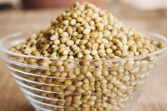 Кориандр посевной - aptechka.org