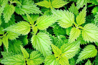 Крапива двудомная - aptechka.org