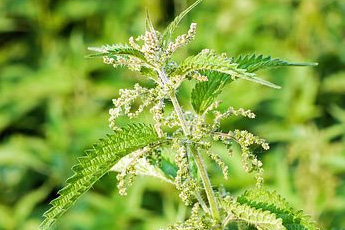 Крапива двудомная - aptechka.org