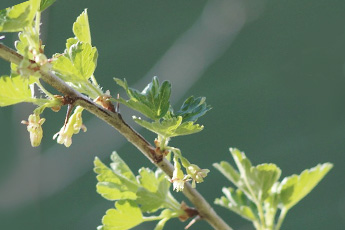 Крыжовник культурный, или европейский - aptechka.org