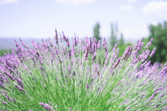 Культивируемые растения - aptechka.org