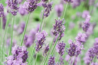 Лаванда колосовидная - aptechka.org