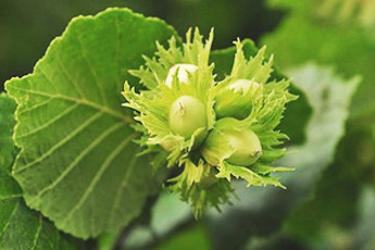 Лещина обыкновенная, или орех лесной - aptechka.org