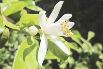 Лимон обыкновенный - aptechka.org