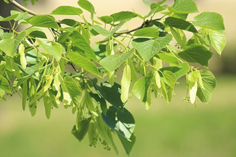 Липа сердцевидная, или мелколистная - aptechka.org