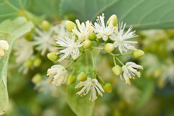 Липа сердцевидная, или мелколистная - aptechka.org