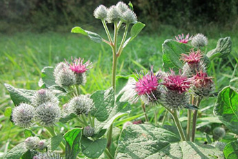 Лопух большой - aptechka.org