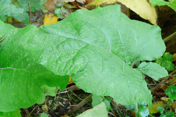 Лопух большой - aptechka.org