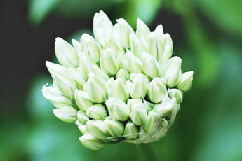 Лук репчатый - aptechka.org