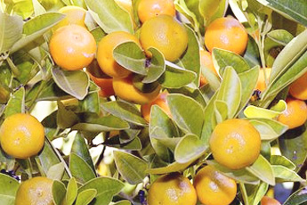 Мандарин - aptechka.org