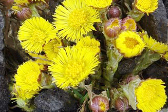 Мать-и-мачеха - aptechka.org