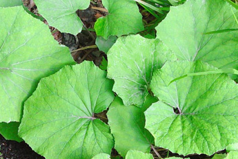 Мать-и-мачеха - aptechka.org