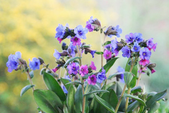 Медуница лекарственная - aptechka.org