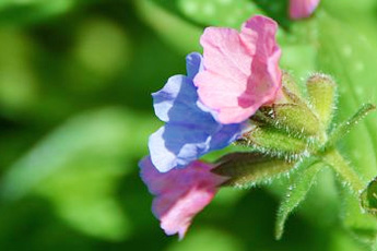 Медуница лекарственная - aptechka.org