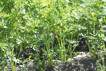 Морковь посевная - aptechka.org