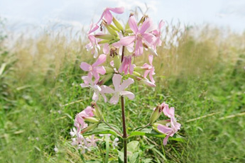 Мыльнянка лекарственная - aptechka.org