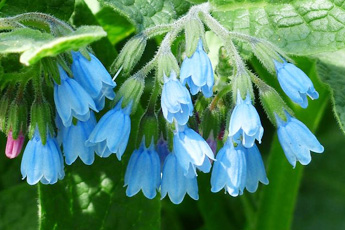 Окопник лекарственный - aptechka.org