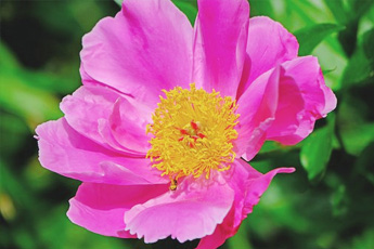 Пион уклоняющийся - aptechka.org