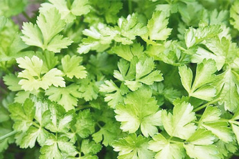 Петрушка огородная - aptechka.org