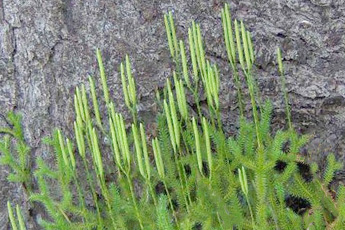 Плаун булавовидный - aptechka.org