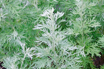 Полынь горькая - aptechka.org