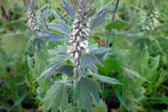 Пустырник пятилопастной - aptechka.org