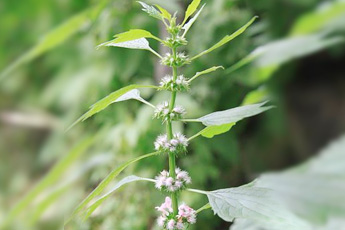 Пустырник обыкновенный, или сердечный - aptechka.org