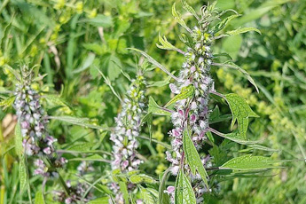 Пустырник - aptechka.org