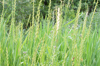 Пырей ползучий - aptechka.org