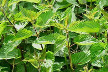 Крапива двудомная - aptechka.org