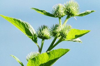 Лопух большой - aptechka.org