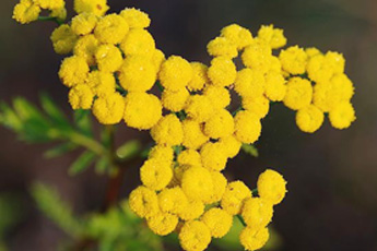 Пижма обыкновенная - aptechka.org