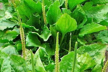 Подорожник большой - aptechka.org