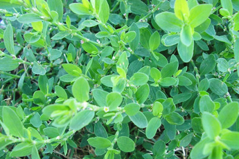 Горец птичий, или спорыш - aptechka.org