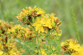 Зверобой продырявленный - aptechka.org