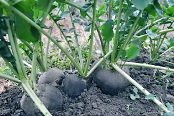 Редька посевная - aptechka.org