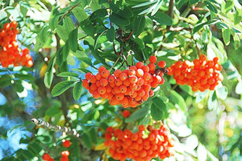 Рябина обыкновенная - aptechka.org