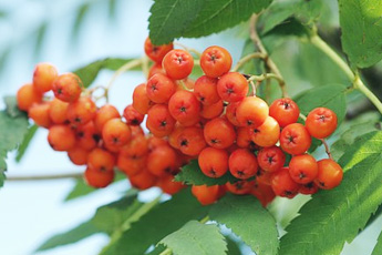 Рябина обыкновенная - aptechka.org