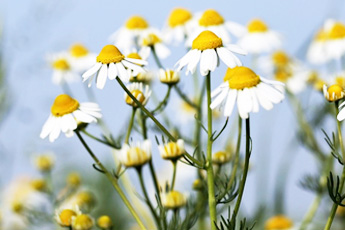 Ромашка аптечная - aptechka.org