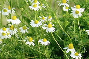 Ромашка аптечная - aptechka.org