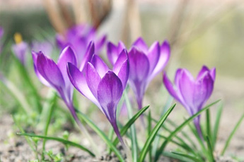 Шафран посевной, или крокус посевной - aptechka.org