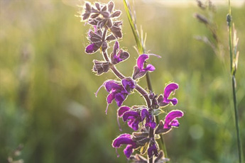 Шалфей лекарственный - aptechka.org