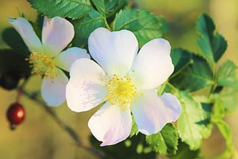 Шиповник коричный - aptechka.org