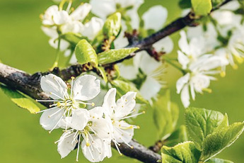 Слива домашняя - aptechka.org