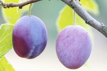 Слива домашняя - aptechka.org