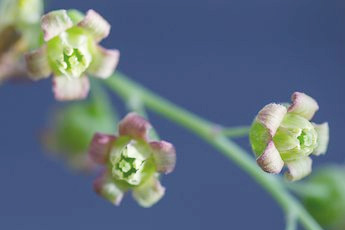 Смородина черная - aptechka.org