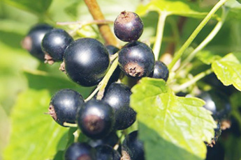 Смородина черная - aptechka.org