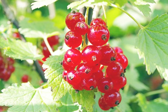 Смородина красная - aptechka.org