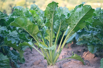 Свекла обыкновенная - aptechka.org