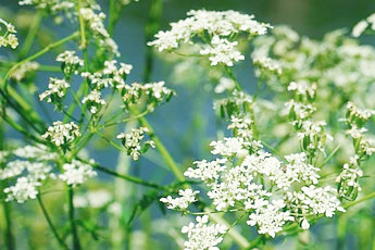 Тмин обыкновенный - aptechka.org